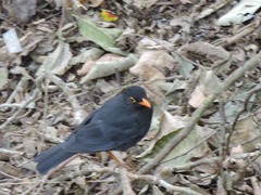 Turdus simillimus