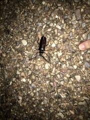 Derobrachus geminatus