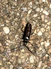 Derobrachus geminatus