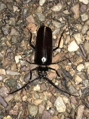 Derobrachus geminatus