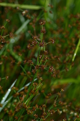 Juncus brachycephalus