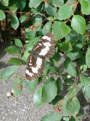 Neptis rivularis