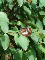 Neptis rivularis
