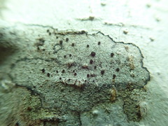 Caloplaca atrosanguinea