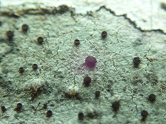 Caloplaca atrosanguinea