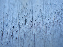 Mycocalicium subtile