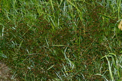 Juncus brachycephalus