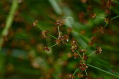 Juncus brachycephalus