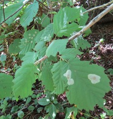 Cameraria corylisella