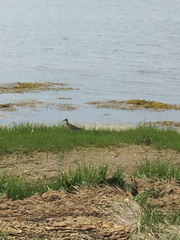 Tringa semipalmata semipalmata