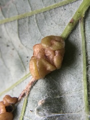Andricus nigricens