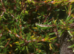 Conocephalus bilineatus