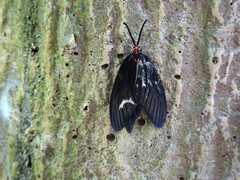 Histia flabellicornis