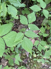 Hylodesmum pauciflorum