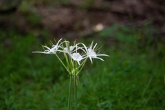 Hymenocallis occidentalis