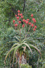 Aloe vaombe image