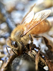 Apis mellifera