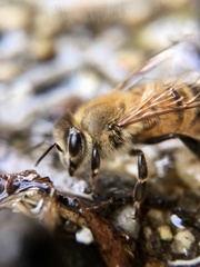 Apis mellifera