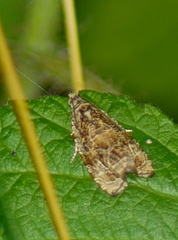 Olethreutes permundana