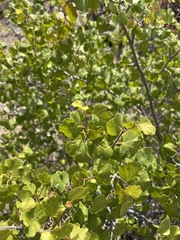 Rhus aromatica simplicifolia