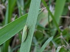 Draeculacephala balli
