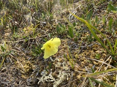 Papaver macounii discolor