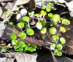 Epilobium nummulariifolium