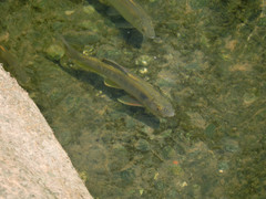 Opsariichthys pachycephalus