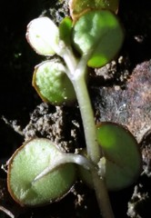 Epilobium nummulariifolium