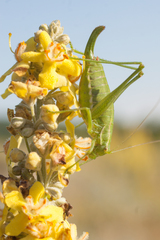 Poecilimon intermedius