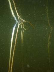 Sparganium fluctuans