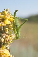 Poecilimon intermedius