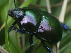 Trypocopris pyrenaeus