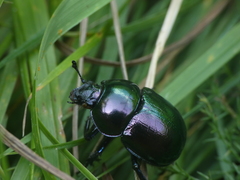 Trypocopris pyrenaeus