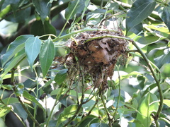 Zosterops simplex simplex