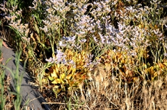 Limonium ramosissimum