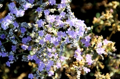 Limonium ramosissimum