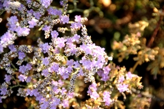 Limonium ramosissimum