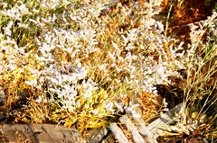Limonium ramosissimum