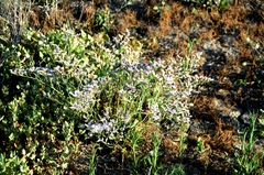Limonium ramosissimum