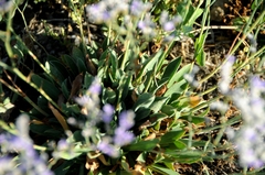 Limonium ramosissimum