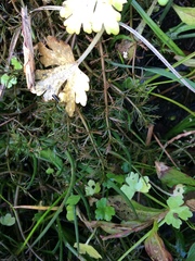 Myriophyllum triphyllum