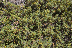 Chrysolepis sempervirens