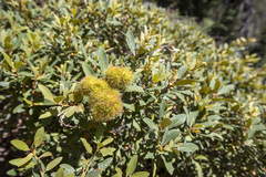 Chrysolepis sempervirens