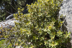 Chrysolepis sempervirens