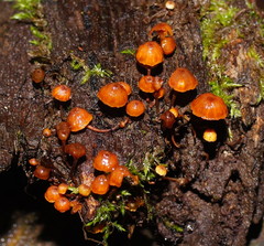 Xeromphalina leonina
