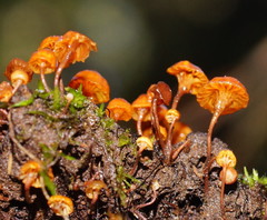 Xeromphalina leonina