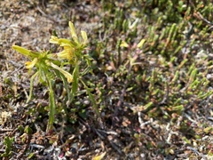 Pedicularis labradorica sulphurea