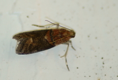 Acrobasis palliolella