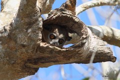 Lepilemur hubbardorum